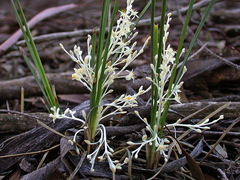 Lomandra effusa