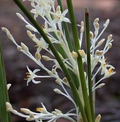 Lomandra effusa