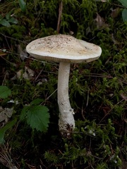 Amanita smithiana