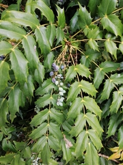 Berberis × hortensis