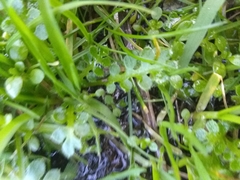 Nemophila pedunculata