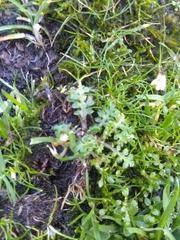 Nemophila pedunculata