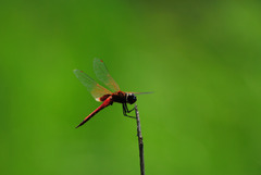 Tramea transmarina euryale