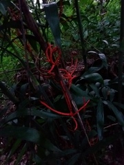 Chamaedorea seifrizii