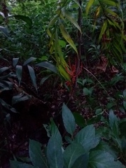 Chamaedorea seifrizii