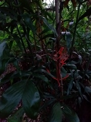 Chamaedorea seifrizii