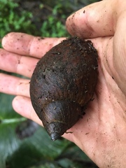 Plekocheilus gibbonius