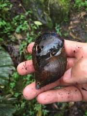 Plekocheilus gibbonius