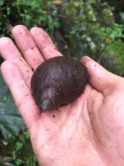 Plekocheilus gibbonius