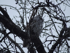 Bubo virginianus subarcticus