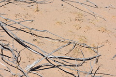 Dipsosaurus dorsalis dorsalis