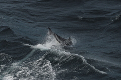 Sagmatias australis