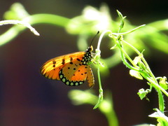 Acraea terpsicore