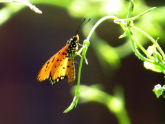 Acraea terpsicore