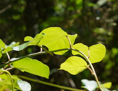 Actinidia chinensis