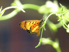 Acraea terpsicore