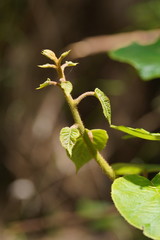 Actinidia chinensis
