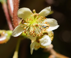 Actinidia chinensis
