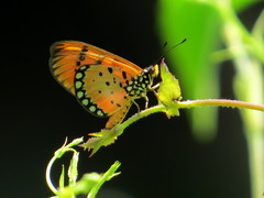 Acraea terpsicore