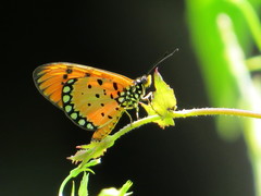 Acraea terpsicore