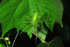 Peucetia formosensis