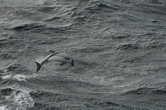 Sagmatias australis