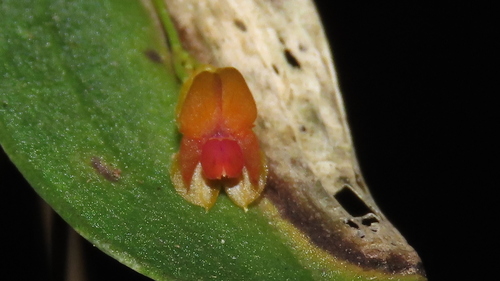 Saccata Orchid