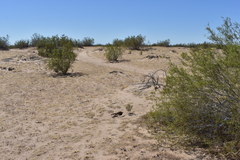 Dipsosaurus dorsalis dorsalis