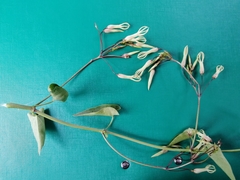 Riocreuxia polyantha