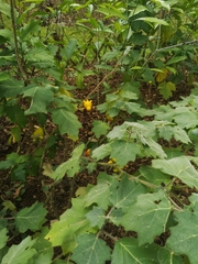 Solanum mammosum