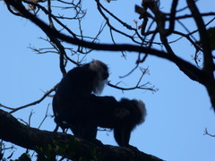 Macaca silenus