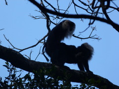 Macaca silenus