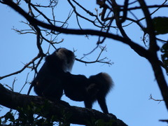Macaca silenus