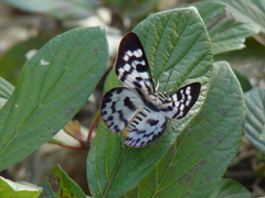 Dysphania palmyra
