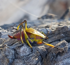 Metholce nigritarsis