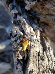 Metholce nigritarsis