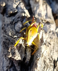 Metholce nigritarsis