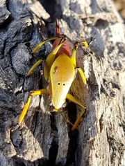 Metholce nigritarsis