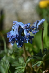 Corydalis pauciflora