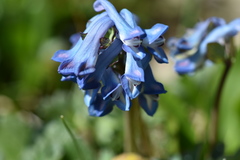 Corydalis pauciflora
