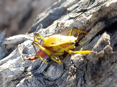 Metholce nigritarsis