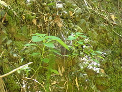 Lobelia physaloides