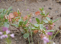 Tripterocalyx micranthus
