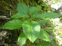 Lobelia physaloides