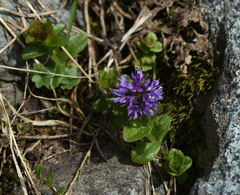 Veronica densiflora