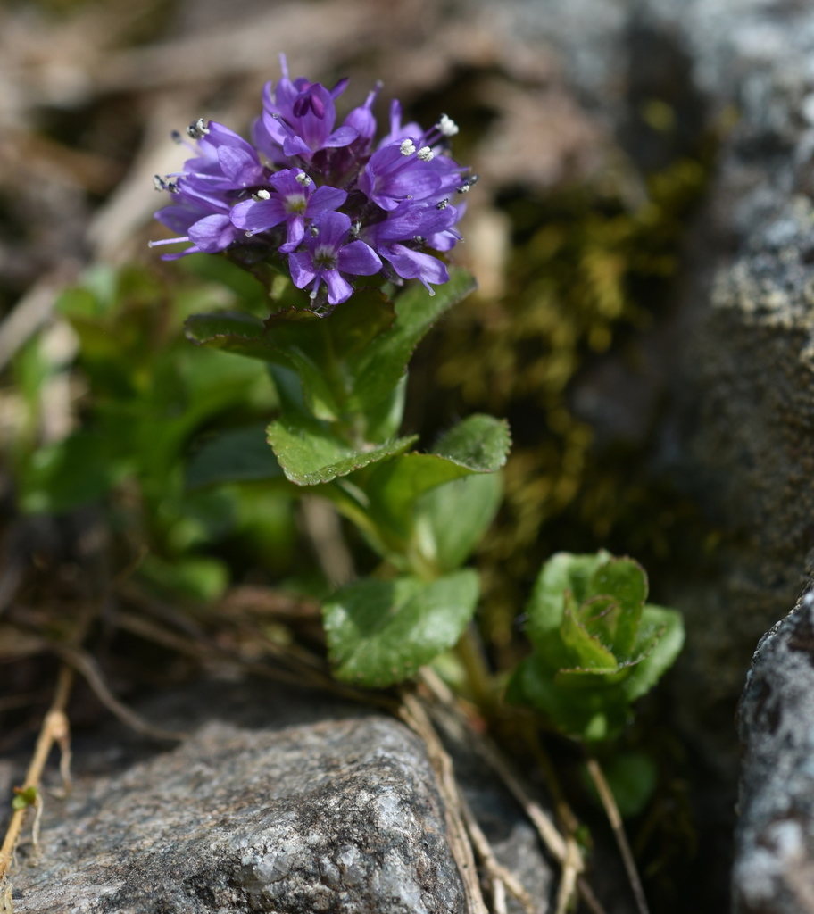 Veronica densiflora
