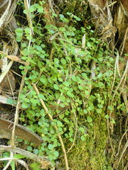 Australina pusilla pusilla