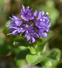 Veronica densiflora