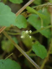 Australina pusilla pusilla