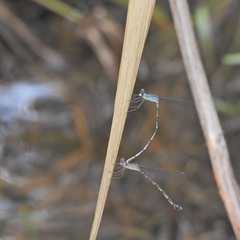 Indolestes tenuissimus